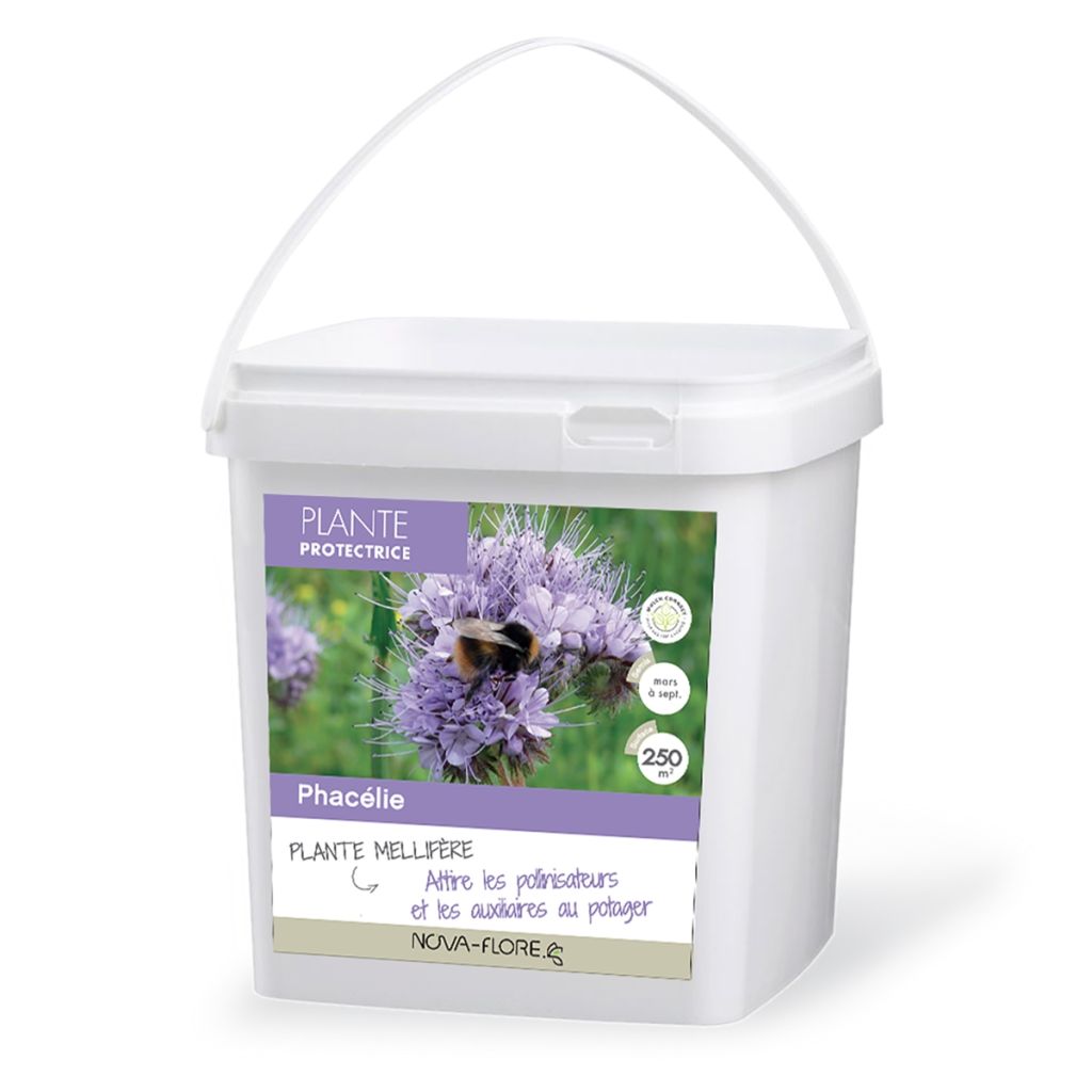 Aitohunajakukka - Phacelia tanacetifolia