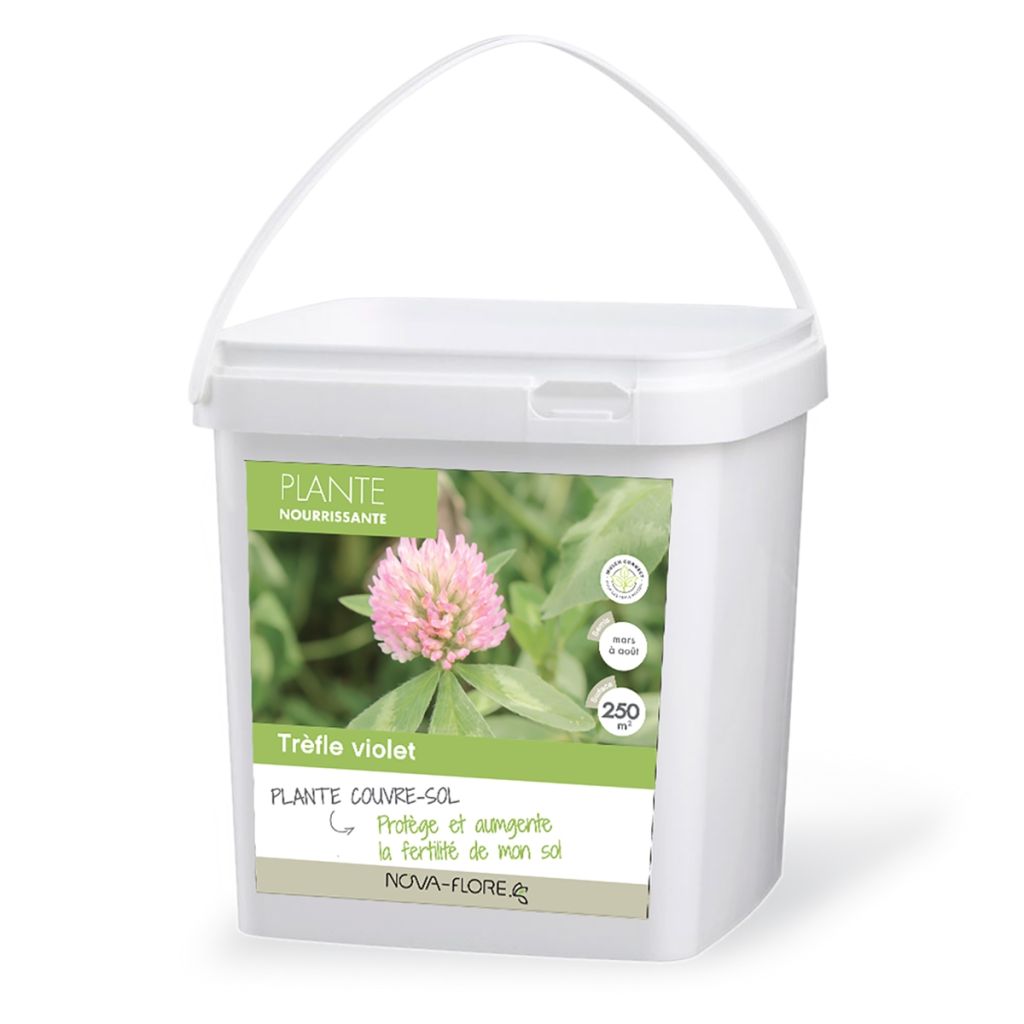 Puna-apila - Trifolium pratense