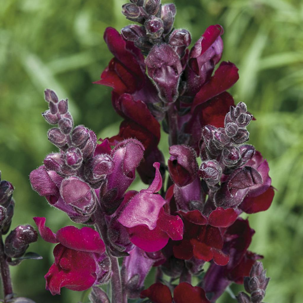 Leijonankita Black Prince (siemenet)