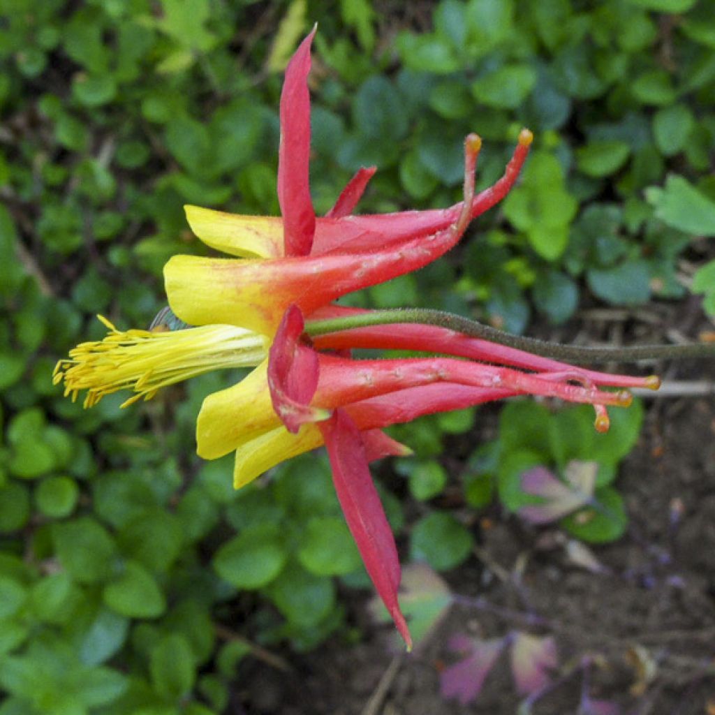 Meksikonakileija Tequila Sunrise (siemenet)