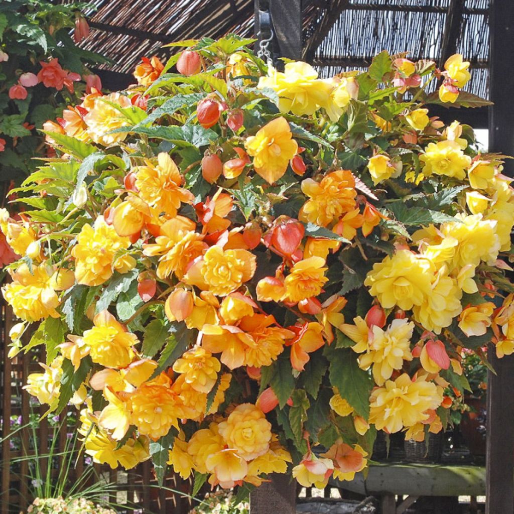 Mukulabegonia Apricot Shades Improved F1 (siemenet)