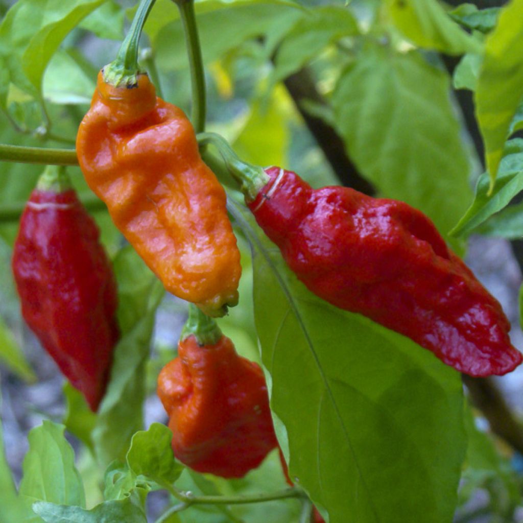 Havannapaprika Naga Jolokia