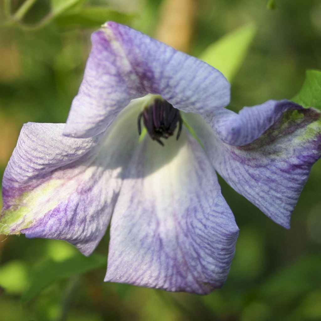 Viinikärhö Caerulea Luxurians
