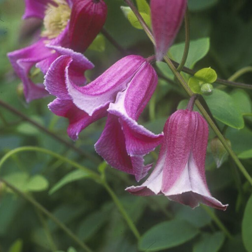 Tarhalyhtykärhö Etoile Rose