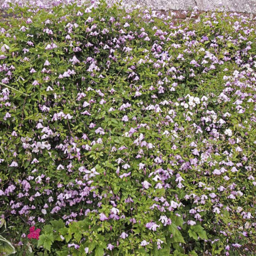 Viinikärhö Hagelby Pink