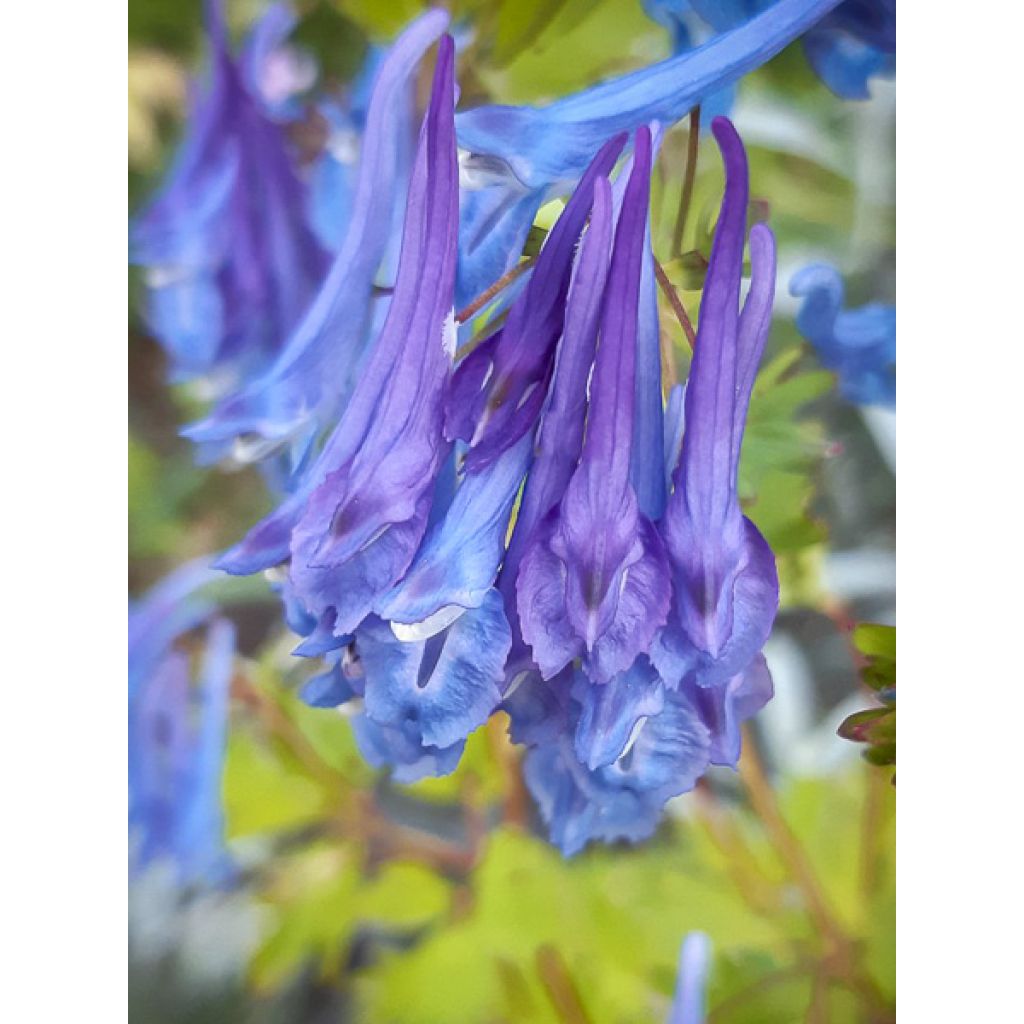 Kiurunkannus - Corydalis elata