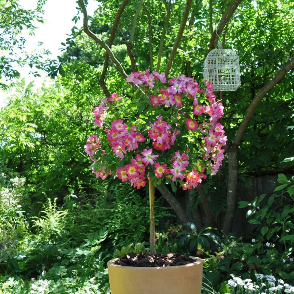 Maanpeiteruusu Pink DRIFT