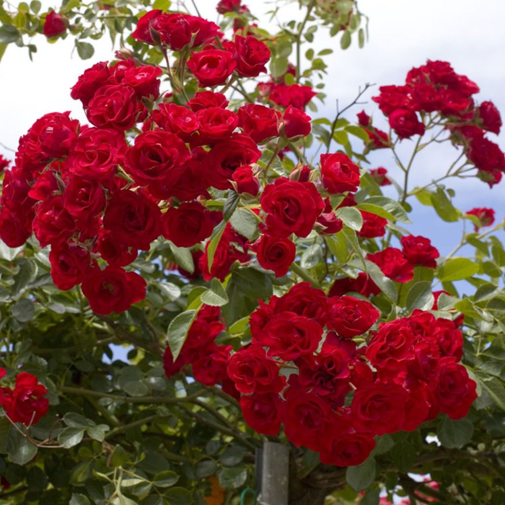 Runkoruusu Scarlet Meillandecor