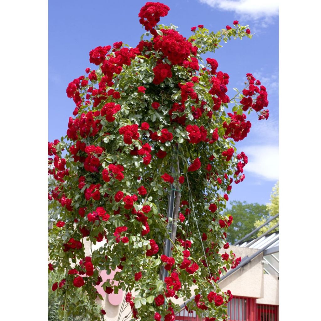 Runkoruusu Scarlet Meillandecor