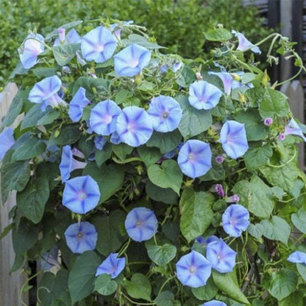 Aitoelämänlanka Light Blue Star (siemenet)
