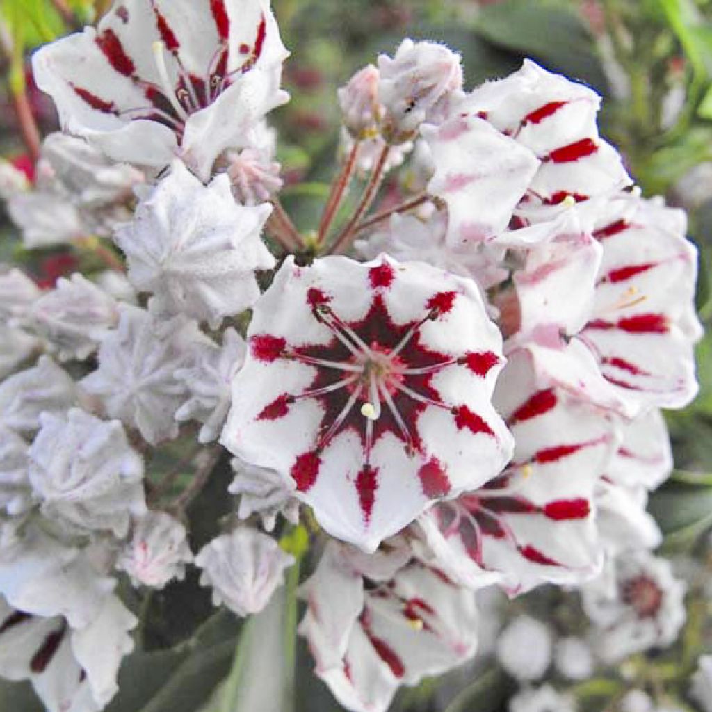 Leveälehtikalmia Bumblebee