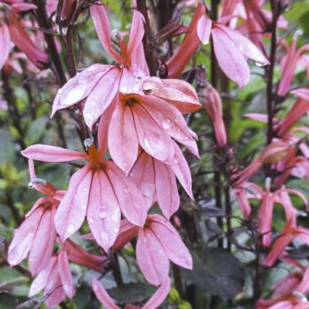 Tarhalobelia Fan Orchid Rose