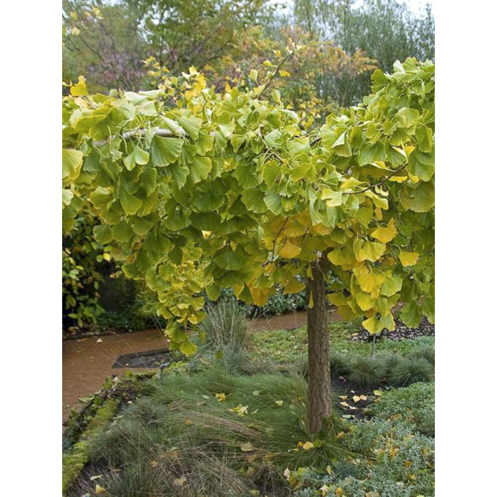 Neidonhiuspuu Pendula