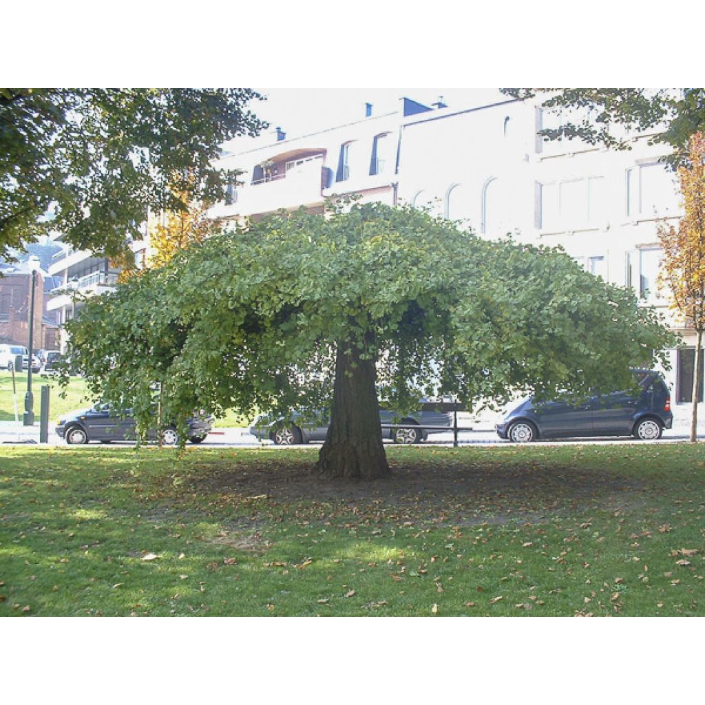 Neidonhiuspuu Pendula