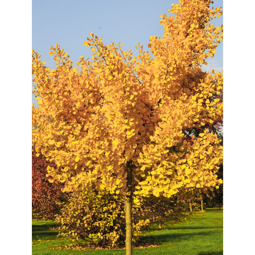 Neidonhiuspuu Autumn Gold