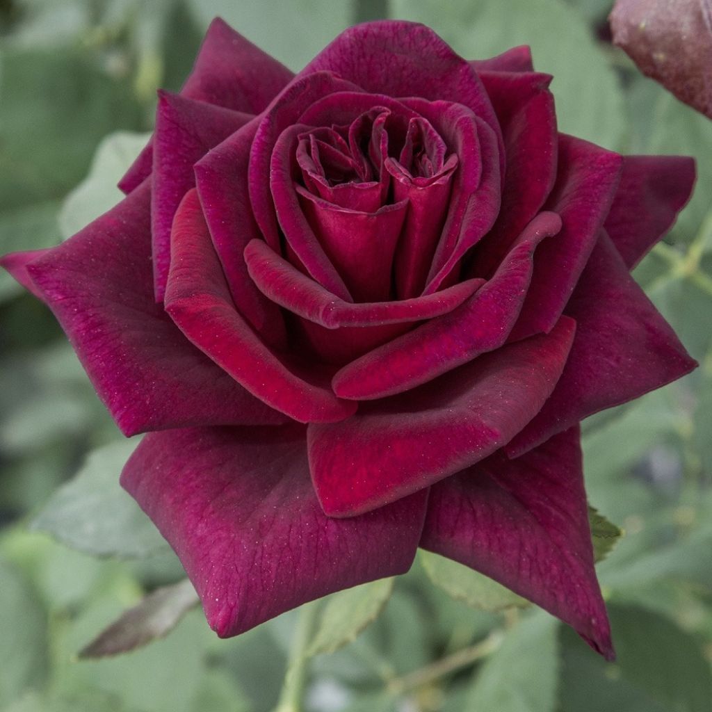 Suurikukkainen jaloruusu Black Perfumella