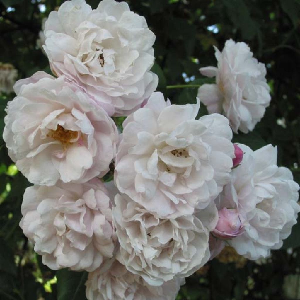 Köynnösruusu Blush Noisette