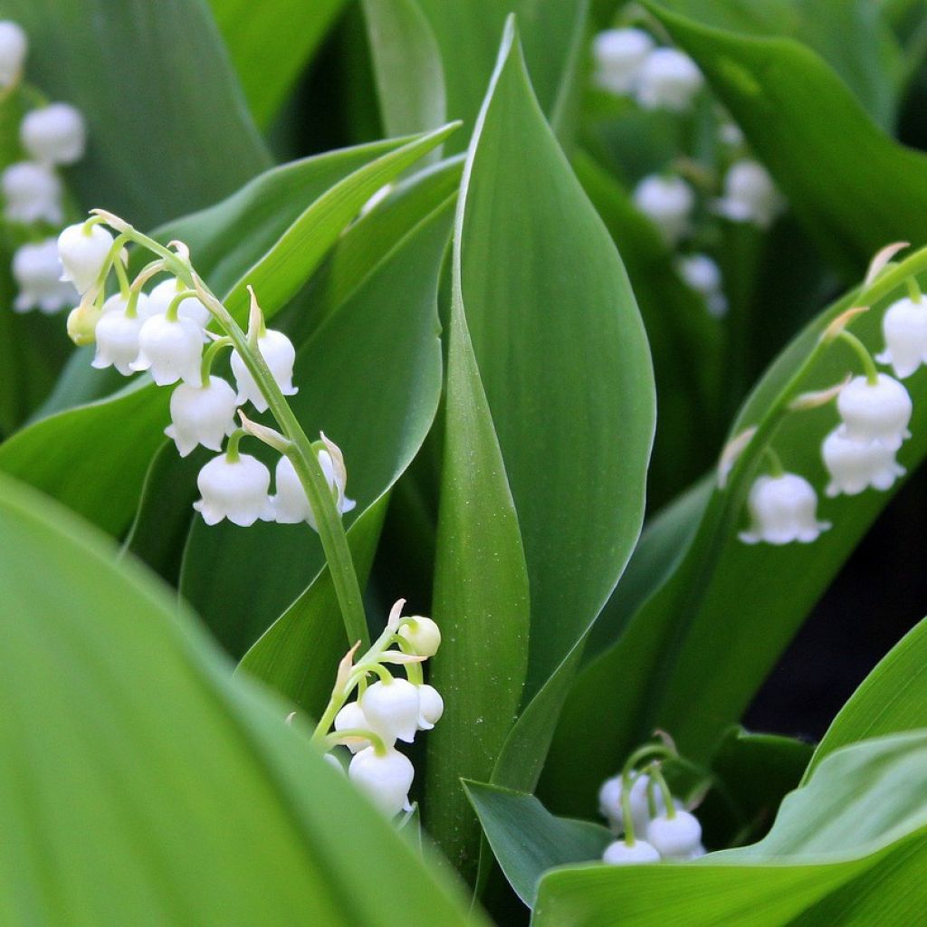 Kielo - Convallaria majalis