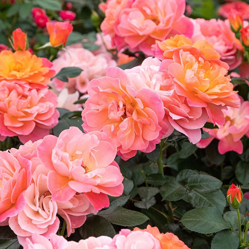 Floribundaruusu Sugar Candy Rose Meiconfiz