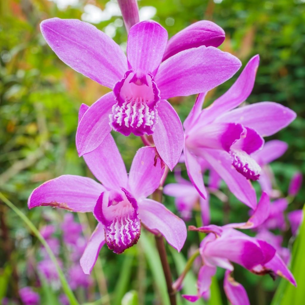 Mikadonkämmen - Bletilla striata