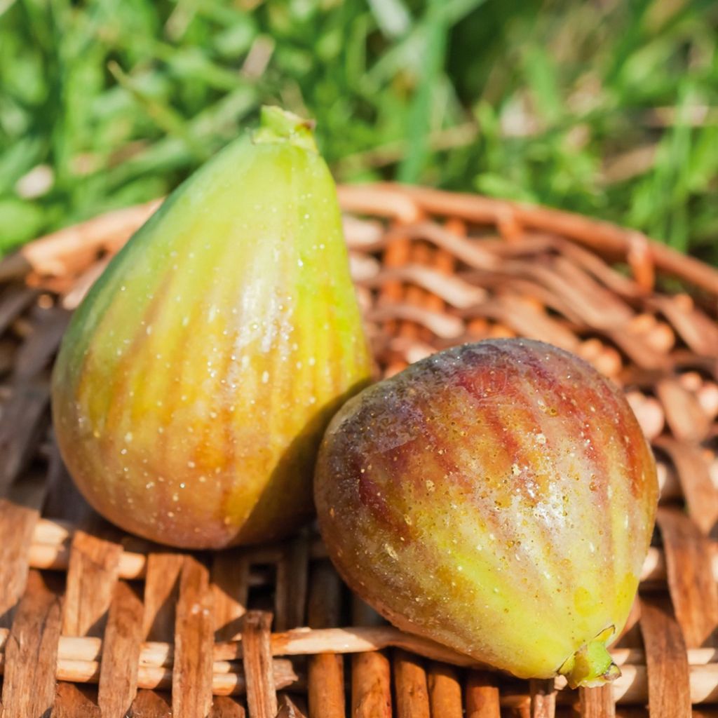 Aitoviikuna Goutte d'Or