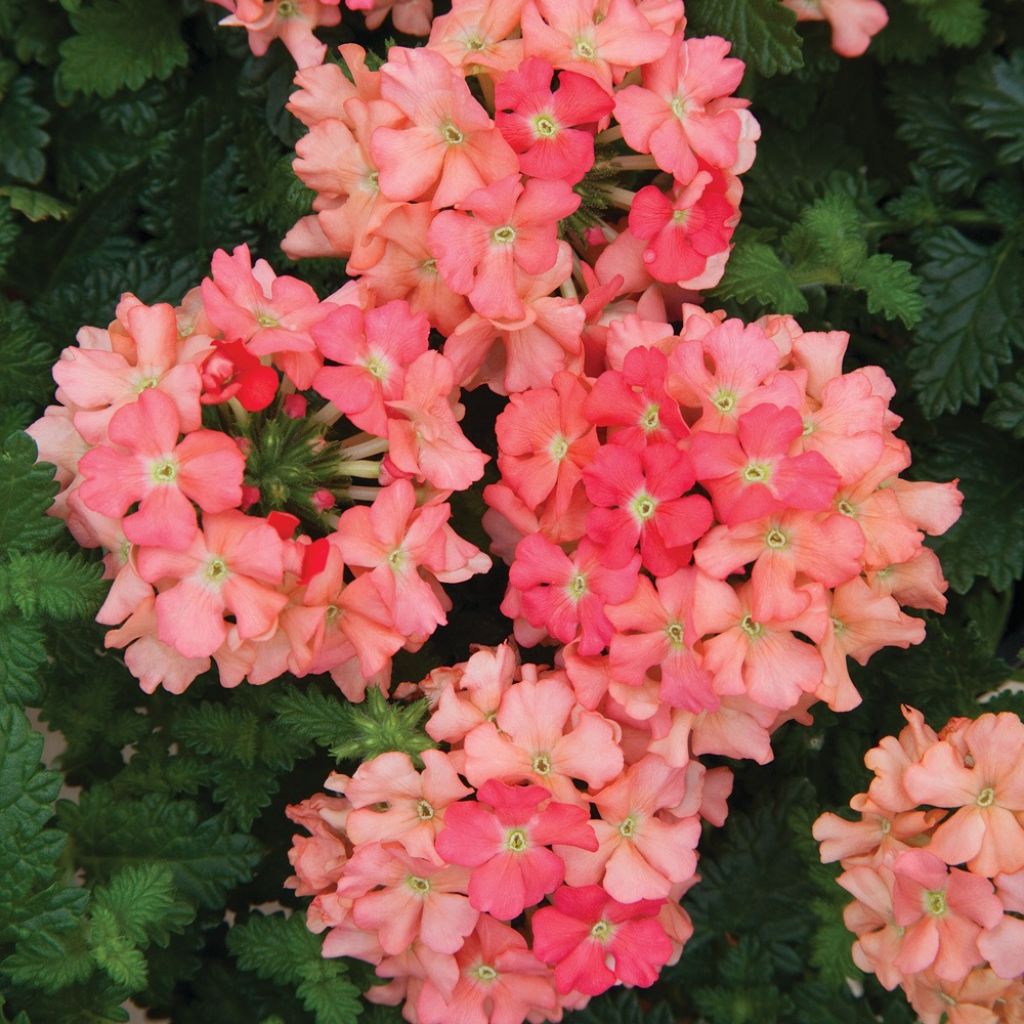 Tarhaverbena Superbena Royale Peachy Keen