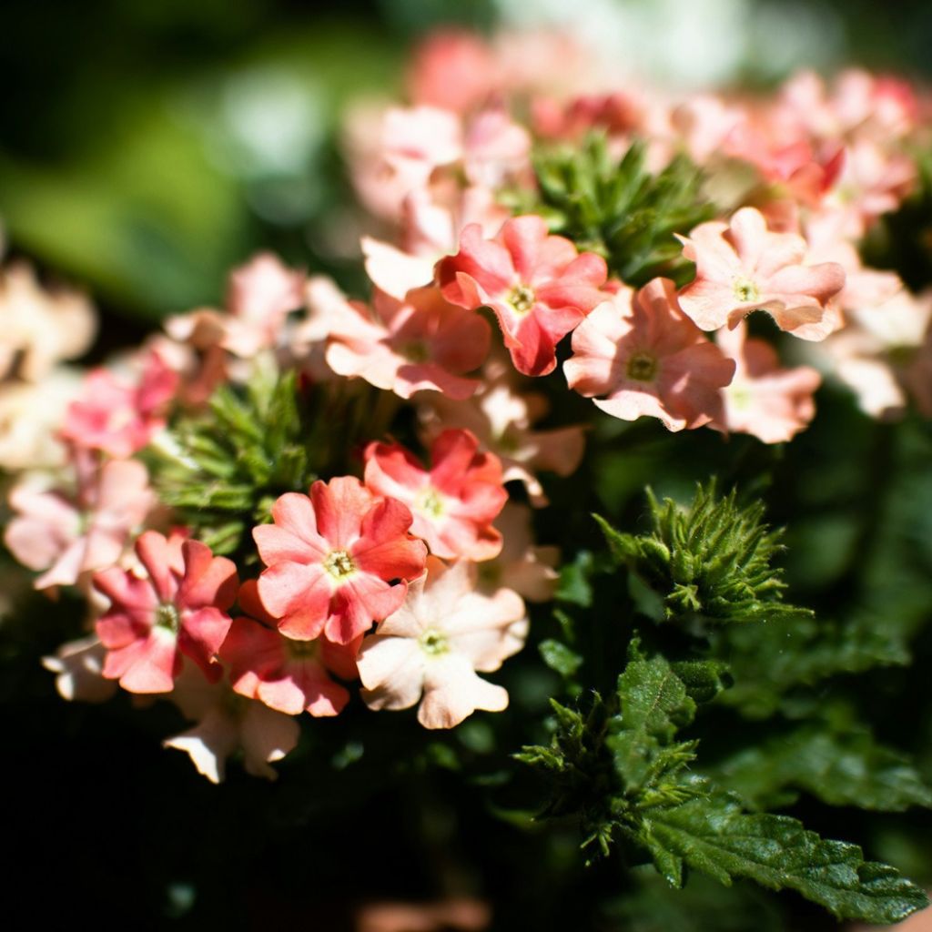 Tarhaverbena Superbena Royale Peachy Keen