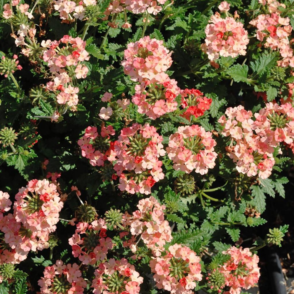 Tarhaverbena Superbena Royale Peachy Keen