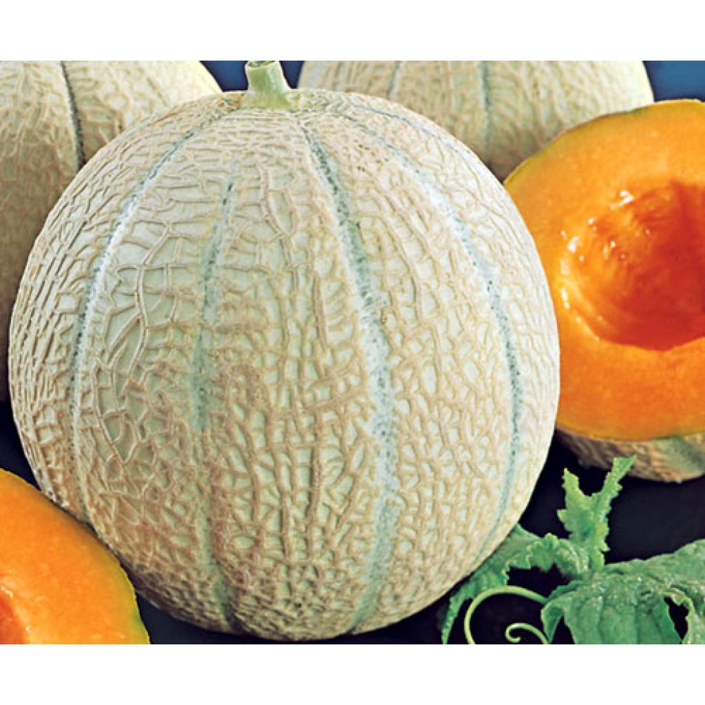 Cantaluponmeloni Anasta F1 vartettu