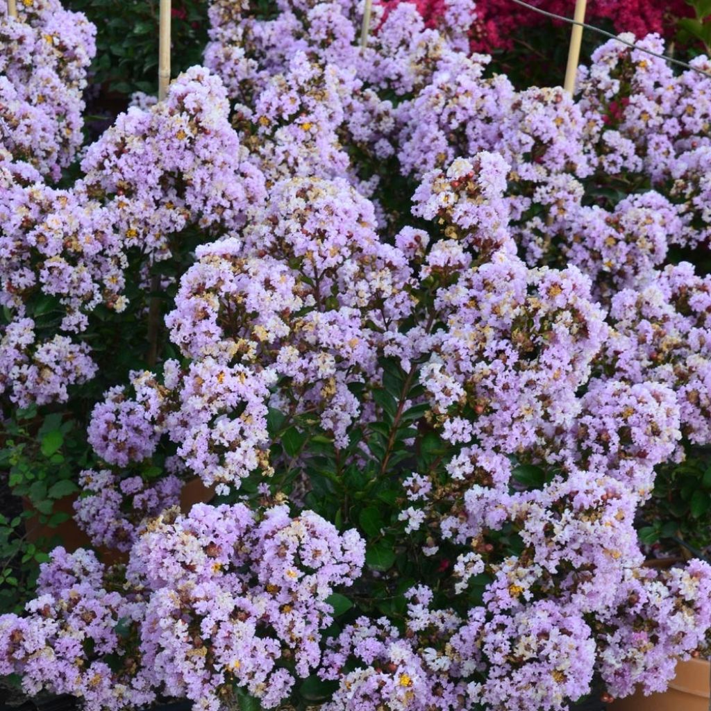 Kiinankutrio Camaïeu d'Ete