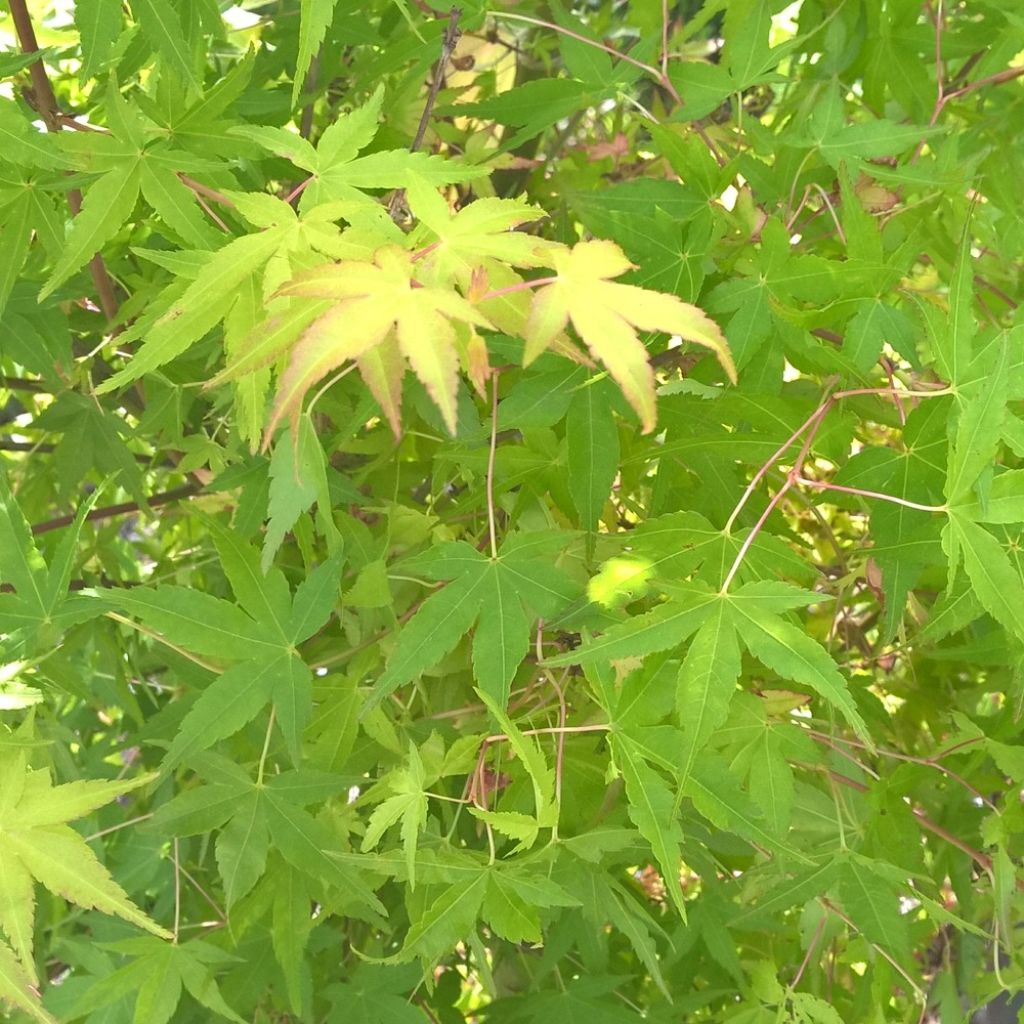 Japaninvaahtera Ueno Yama