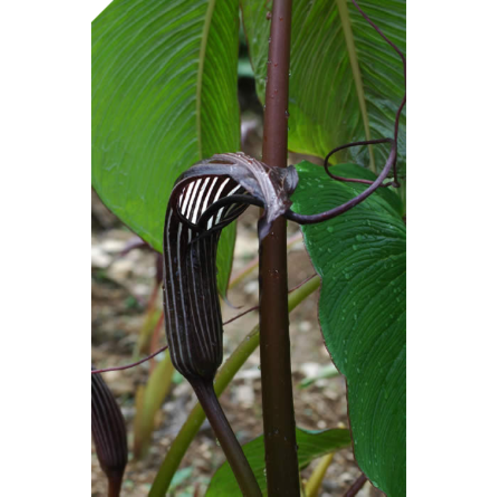Kärsäkalla - Arisaema costatum