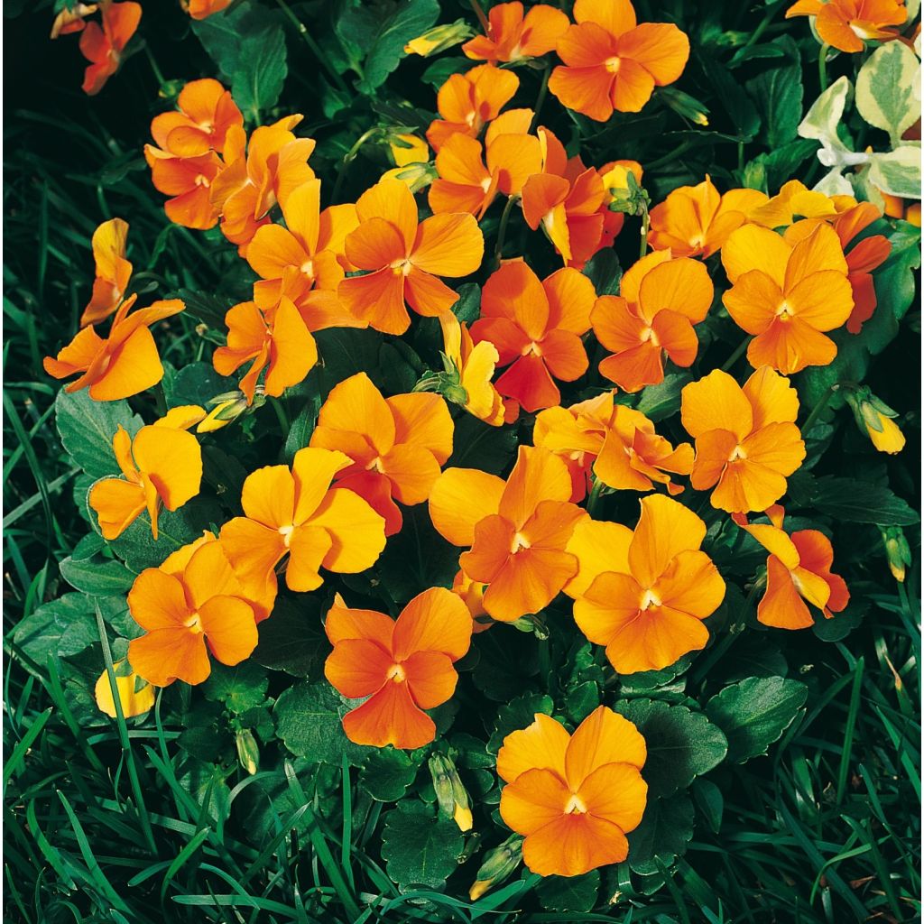 Tarhasarviorvokki F1 Penny Orange