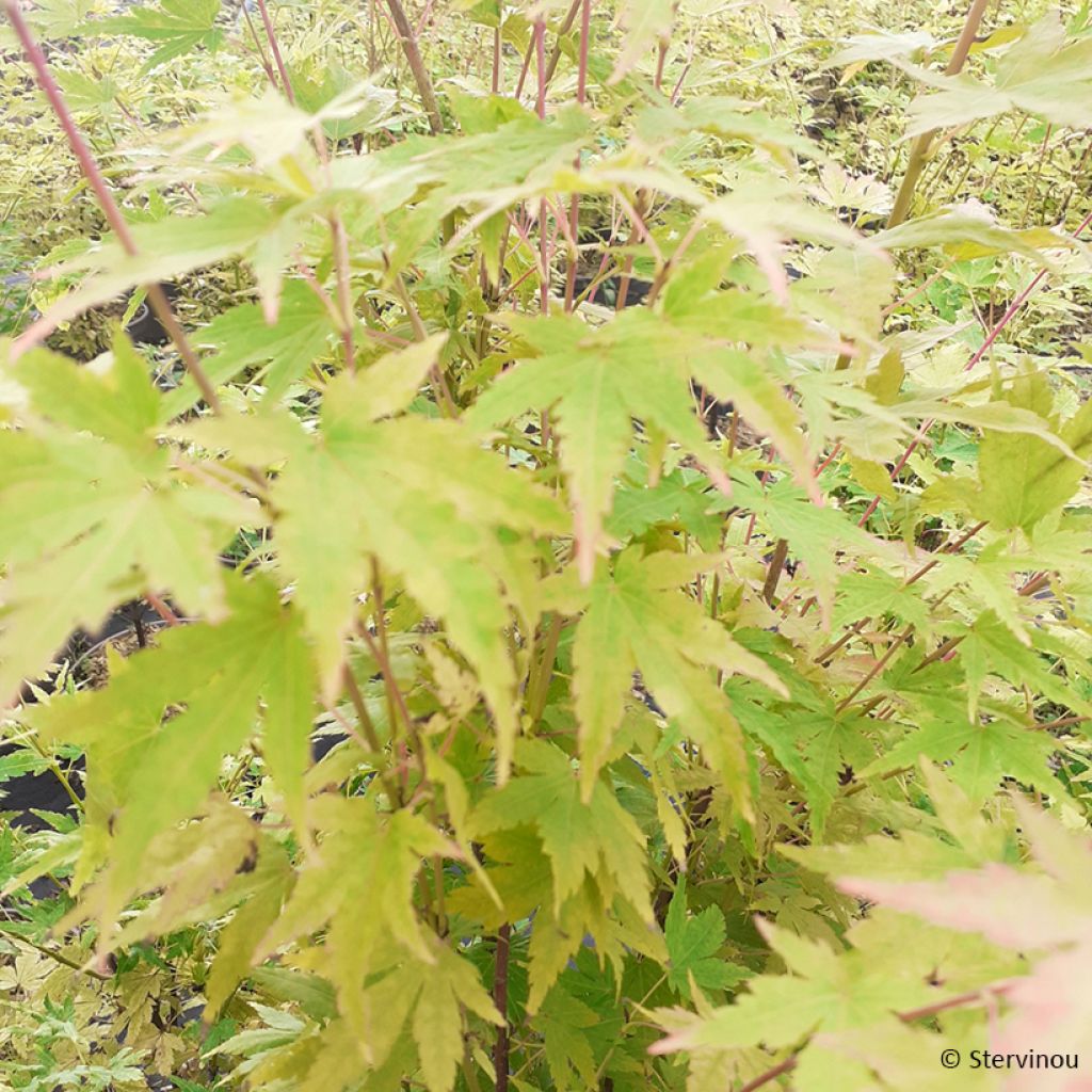 Japaninvaahtera Red Wood