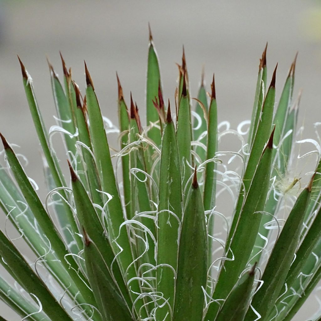 Lanka-agaave - Agave filifera
