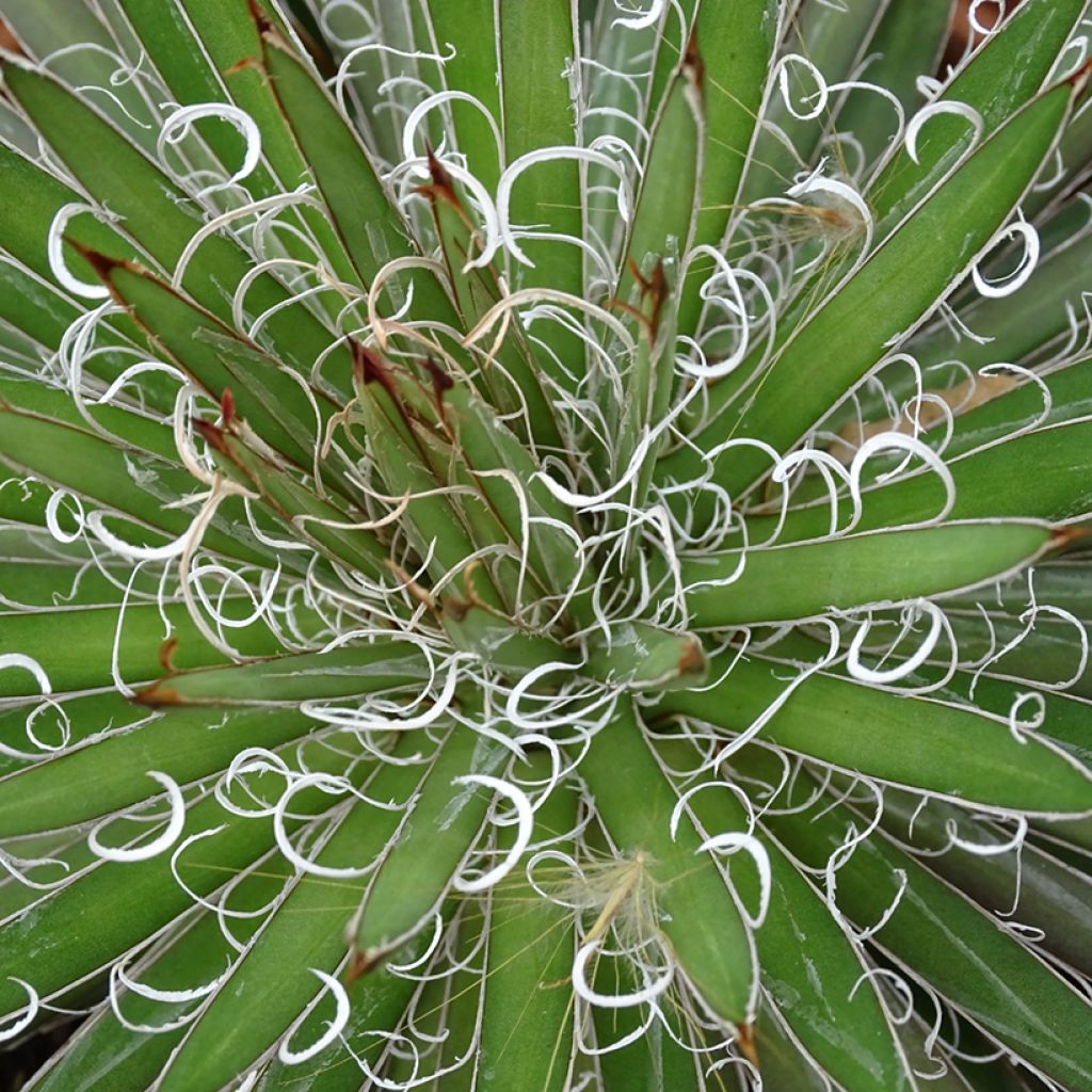 Lanka-agaave - Agave filifera