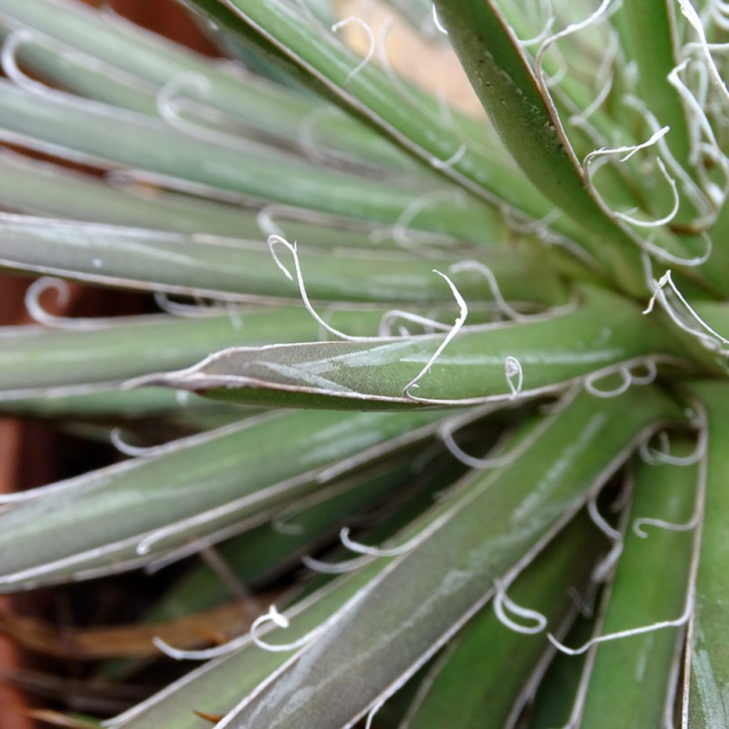 Lanka-agaave - Agave filifera
