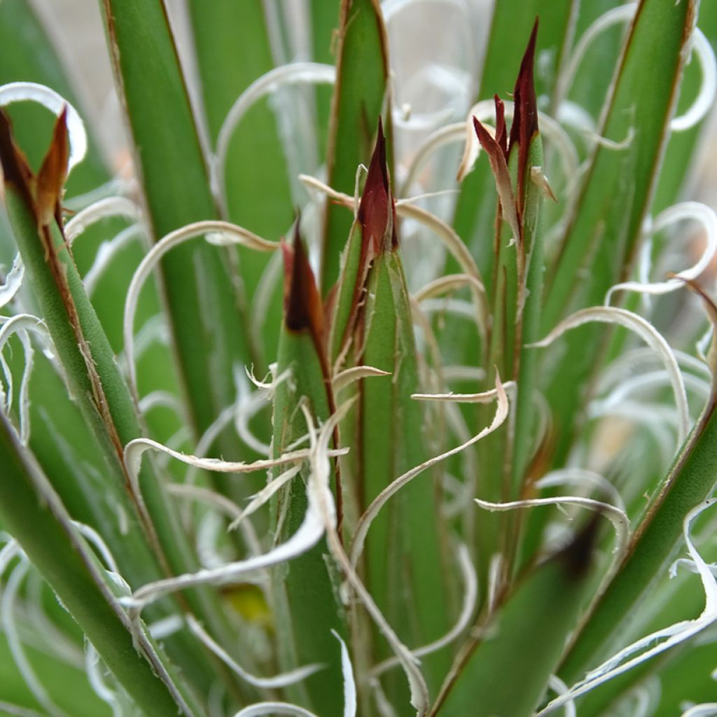 Lanka-agaave - Agave filifera