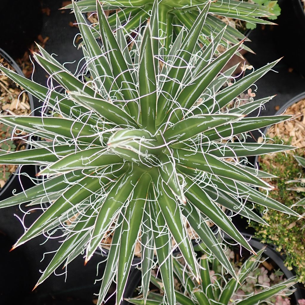 Agaave - Agave multifilifera