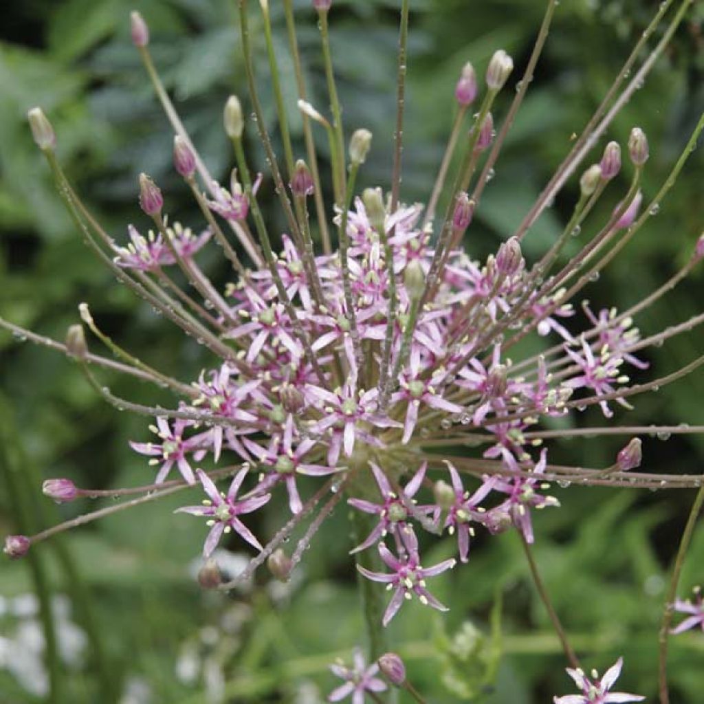 Palestiinanlaukka - Allium schubertii