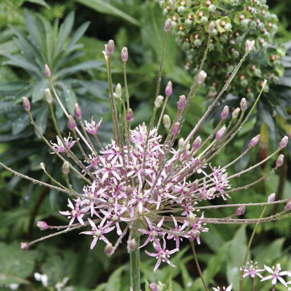 Palestiinanlaukka - Allium schubertii