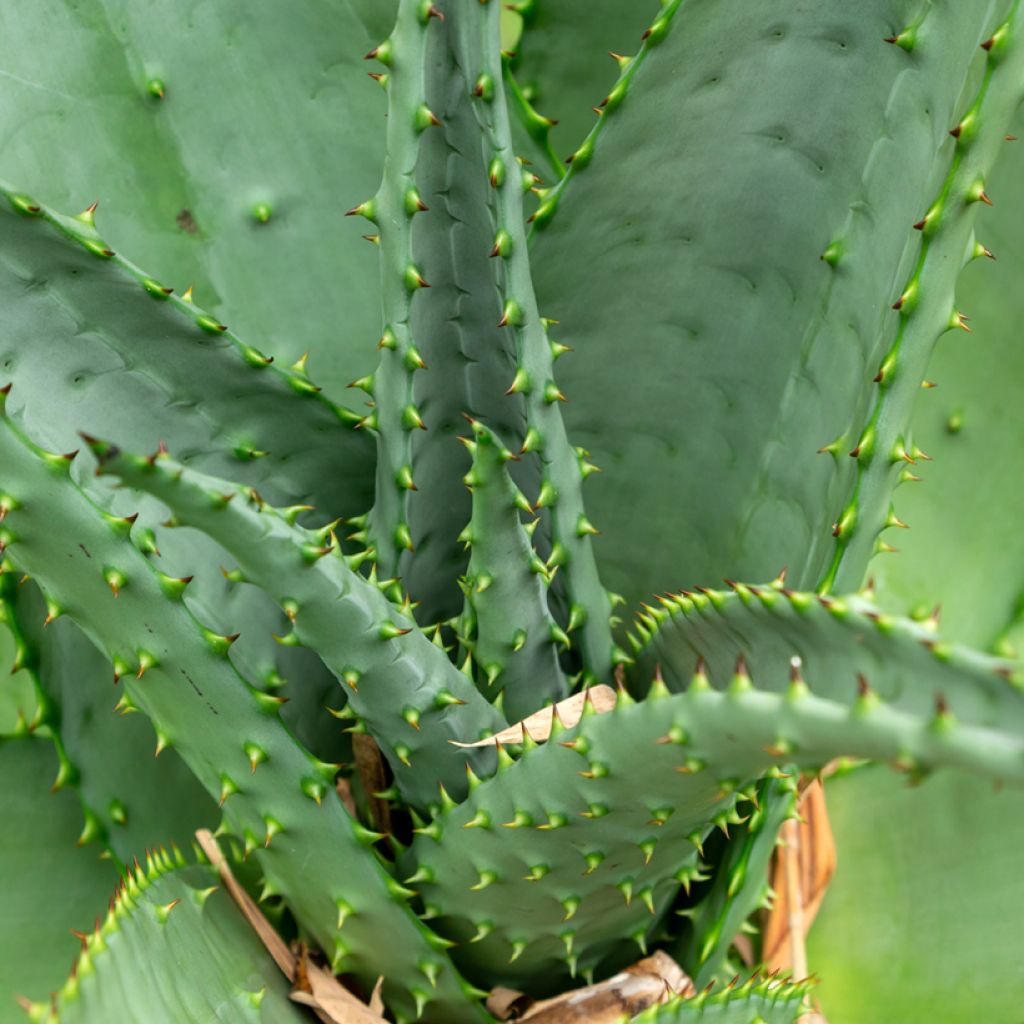 Piikkiaaloe - Aloe ferox
