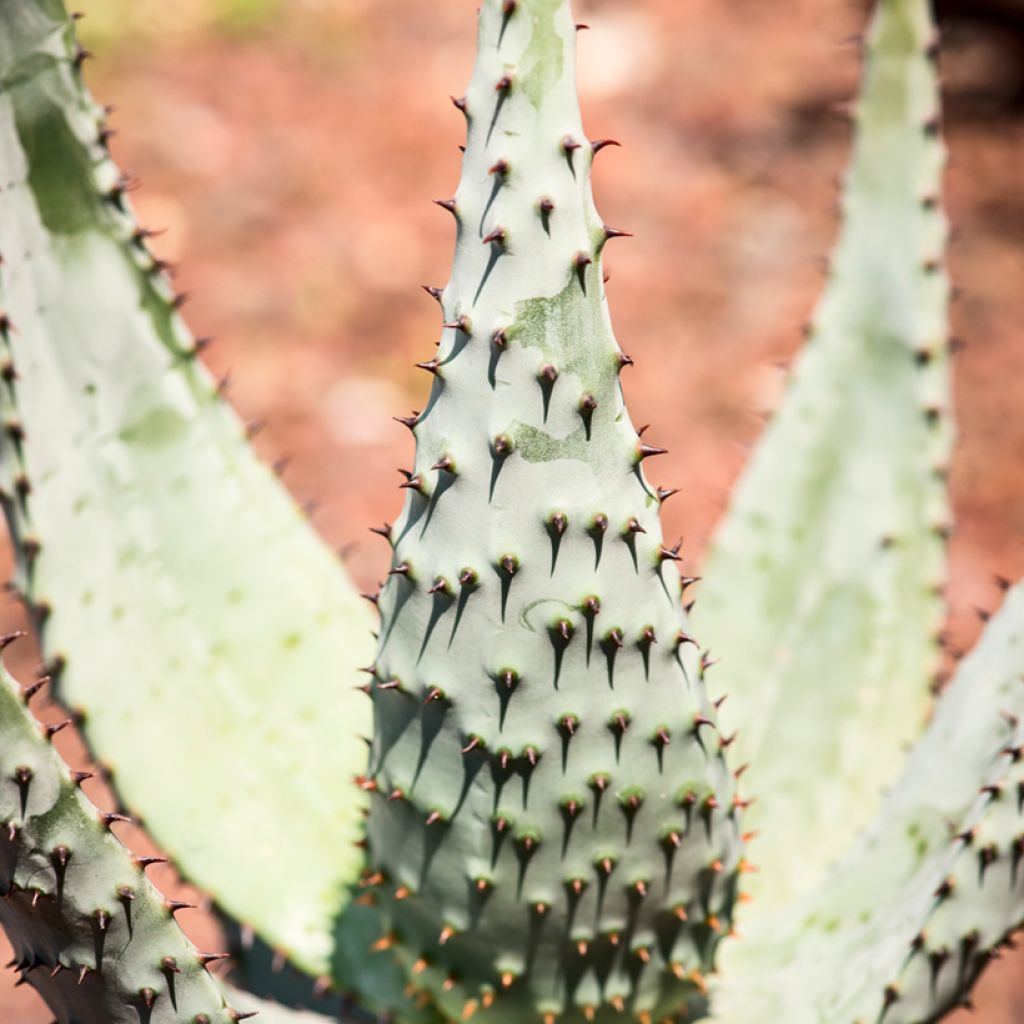 Piikkiaaloe - Aloe ferox