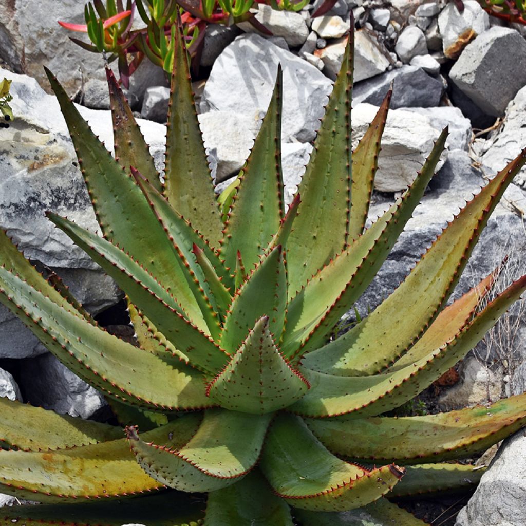 Piikkiaaloe - Aloe ferox
