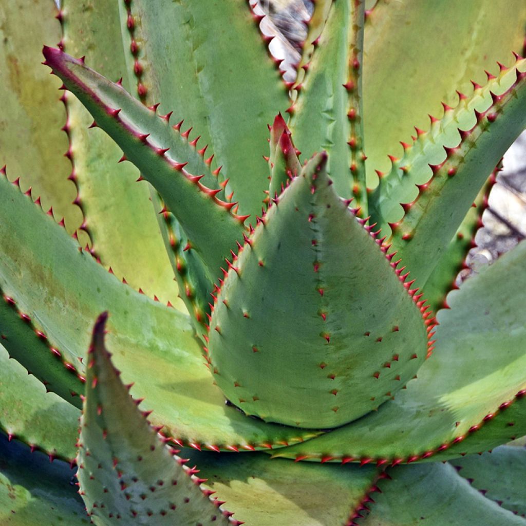 Piikkiaaloe - Aloe ferox