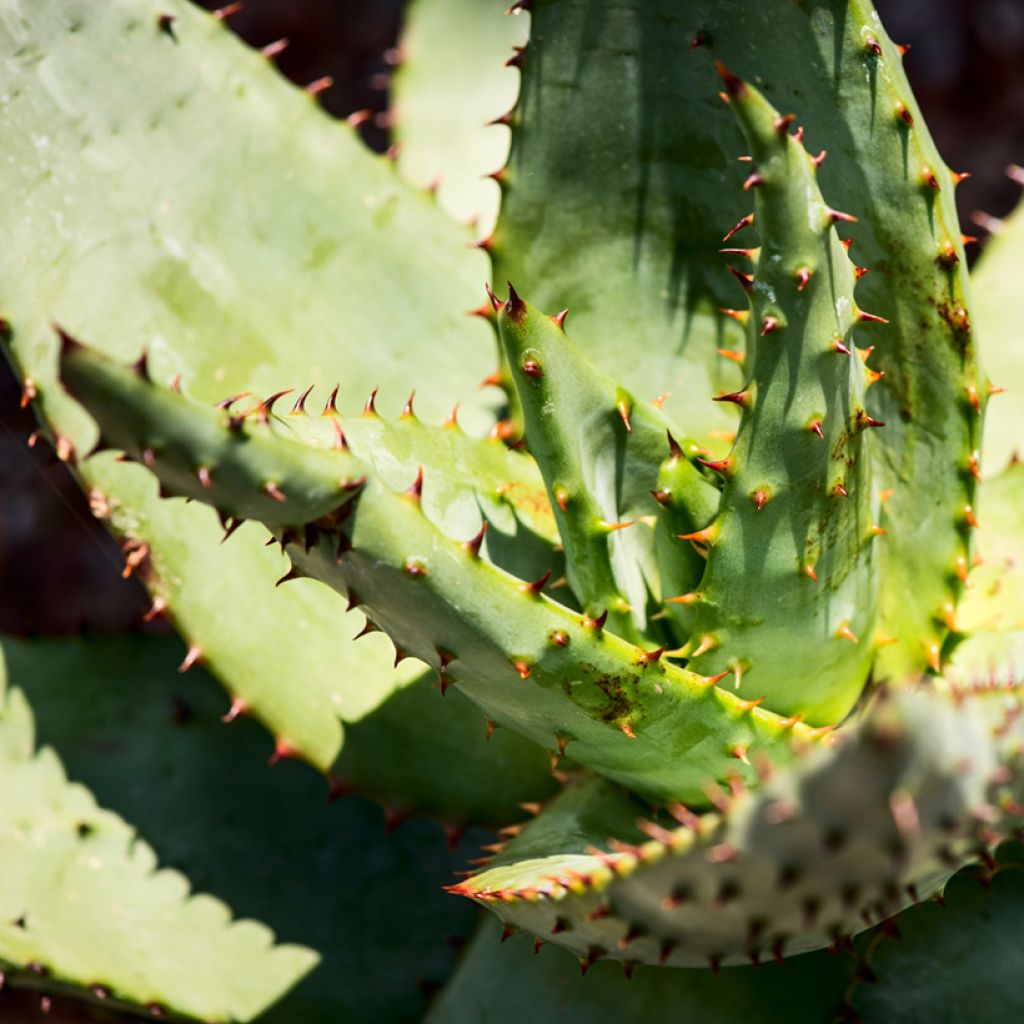 Piikkiaaloe - Aloe ferox