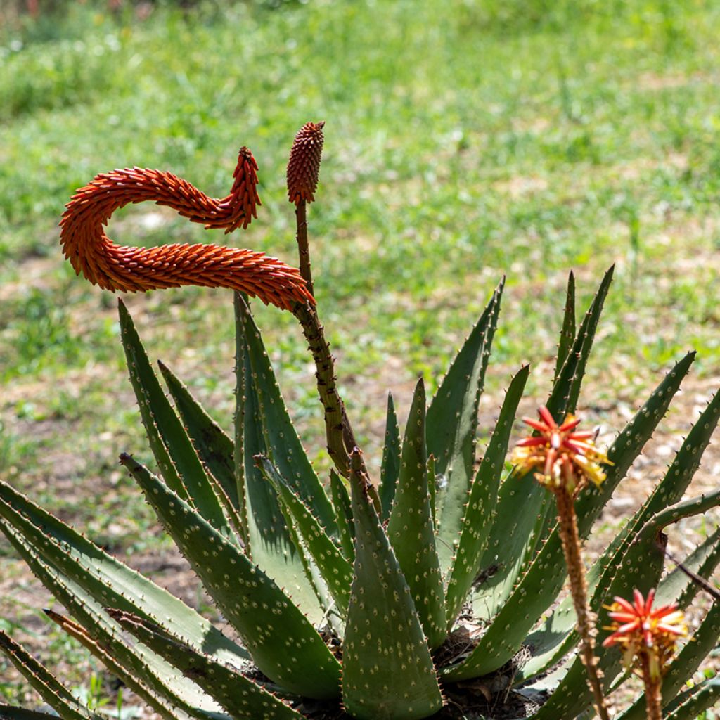 Piikkiaaloe - Aloe ferox
