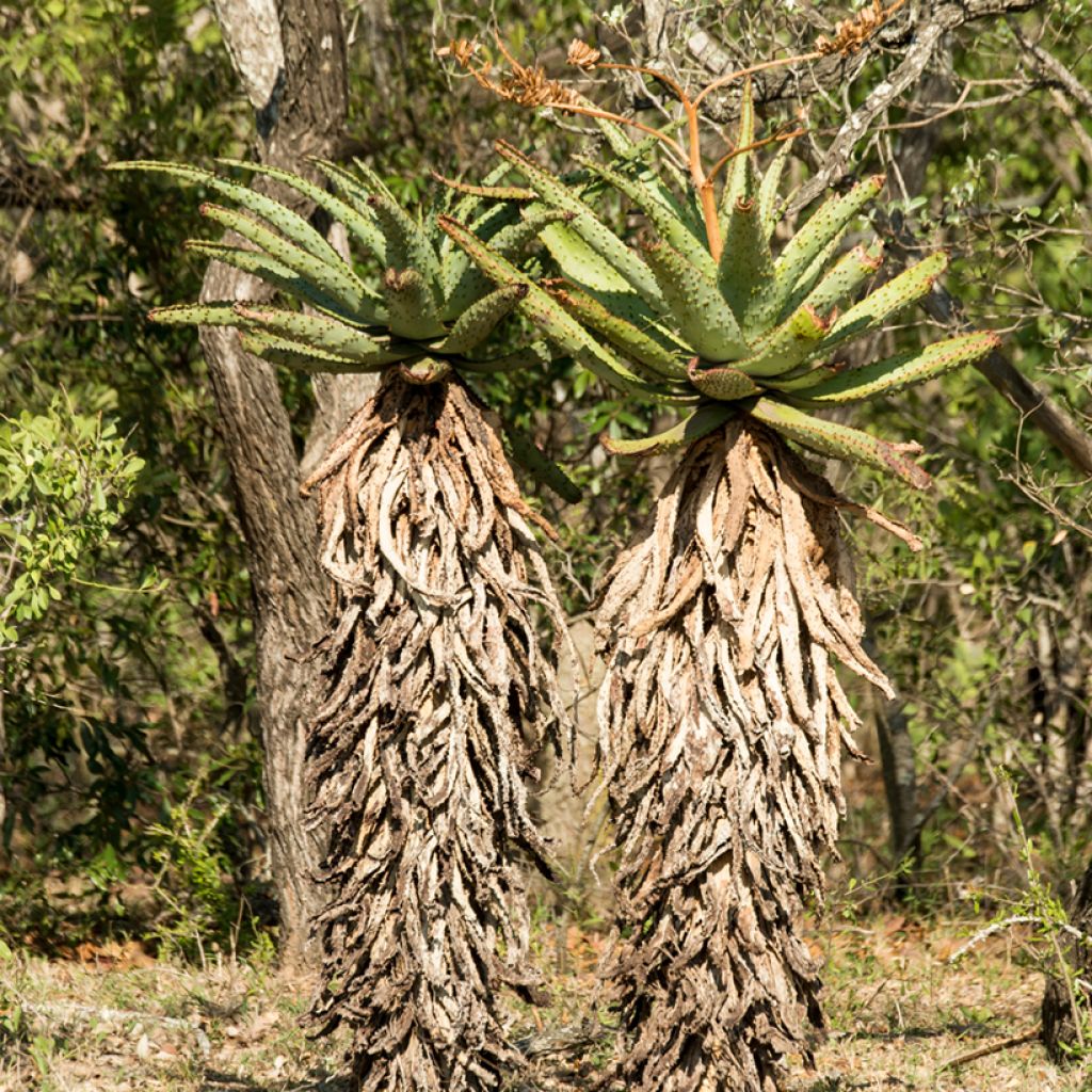 Piikkiaaloe - Aloe ferox