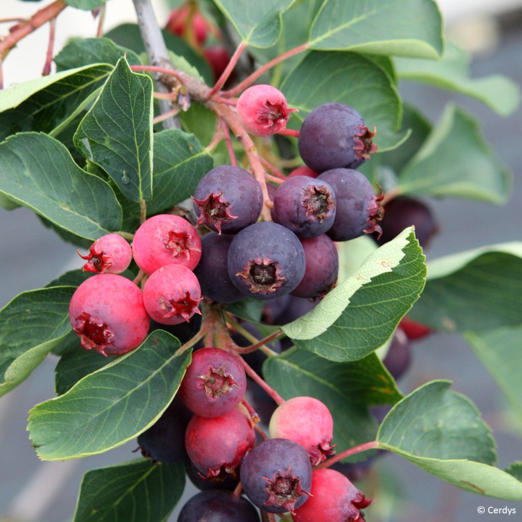 Marjatuomipihlaja Martin - Amelanchier alnifolia