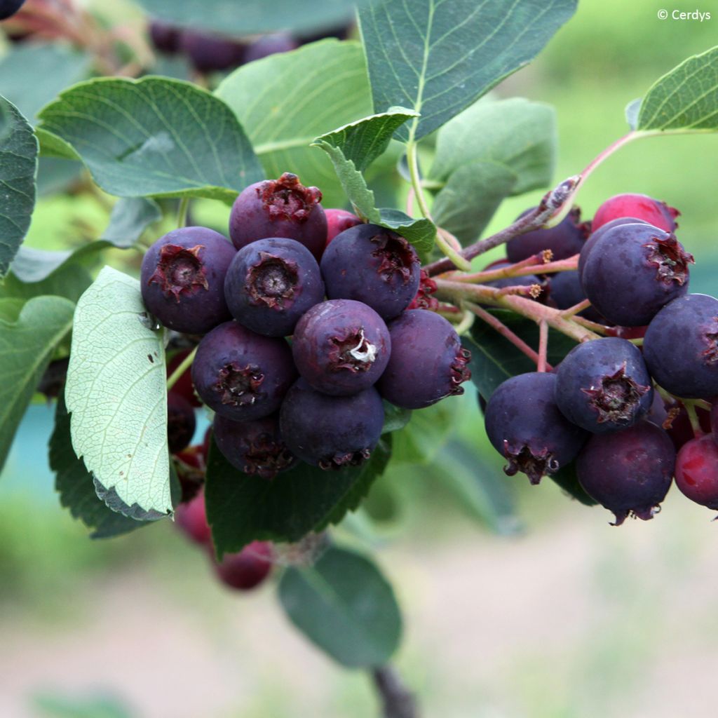Marjatuomipihlaja Martin - Amelanchier alnifolia
